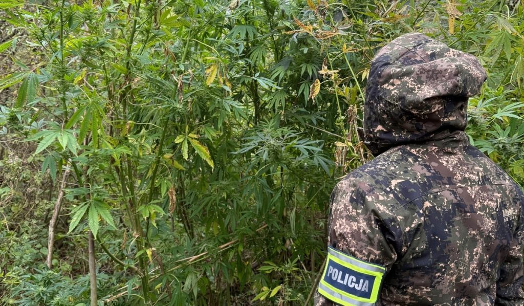 Plantacja marihuany zlikwidowana 1 pol
