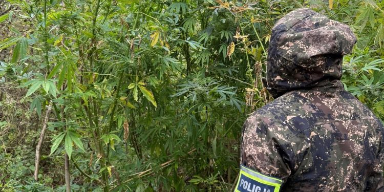 Plantacja marihuany zlikwidowana 1 pol