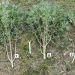 Odkryli nielegalną plantację konopi 10 Fot. KPP Gołdap